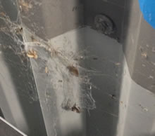 spiders in the data centre