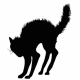 black cat
