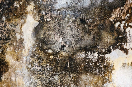 Mould on building