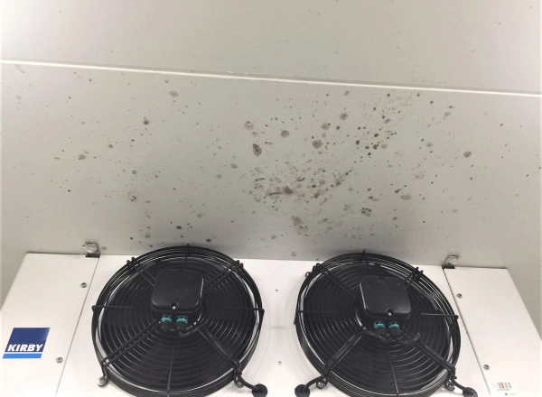 mould before cleaning