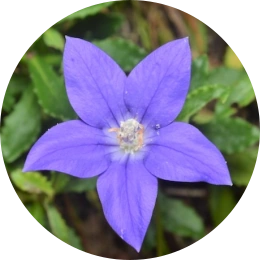 ACT flower royal bluebell